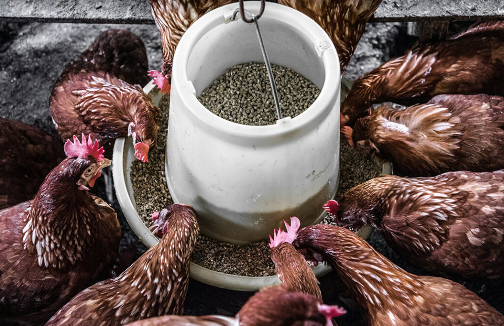 Buy Poultry Feed