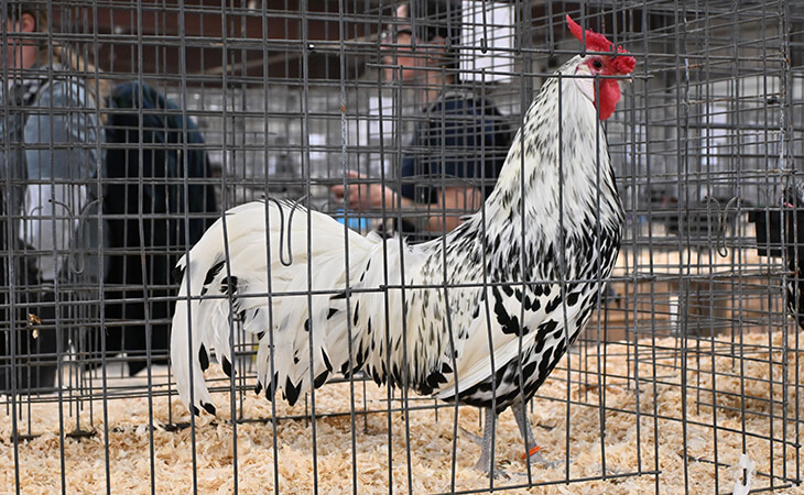 Spangled Hamburg Chicken in poultry show cage