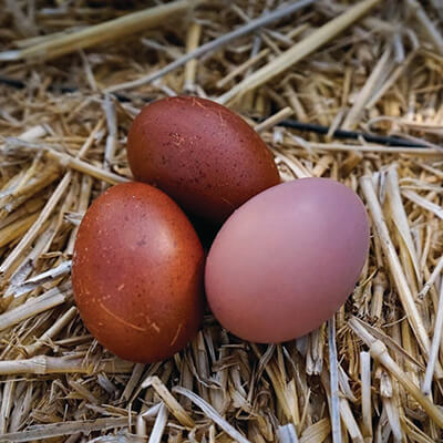 Dark Brown Hatching Eggs