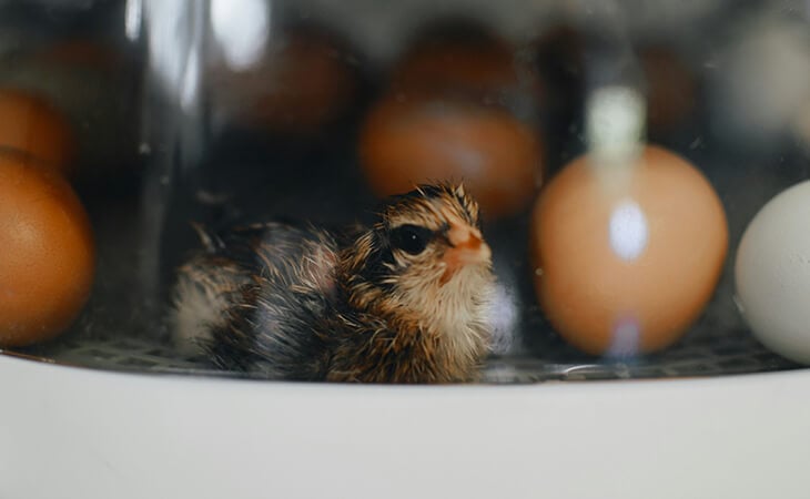 Poultry Incubator and Brooding Supplies