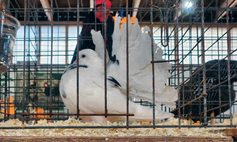 Show Birds