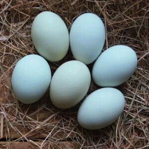 Blue Hatching Eggs