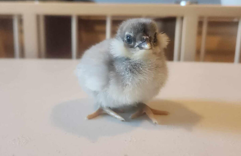 Buy chicken hatching eggs