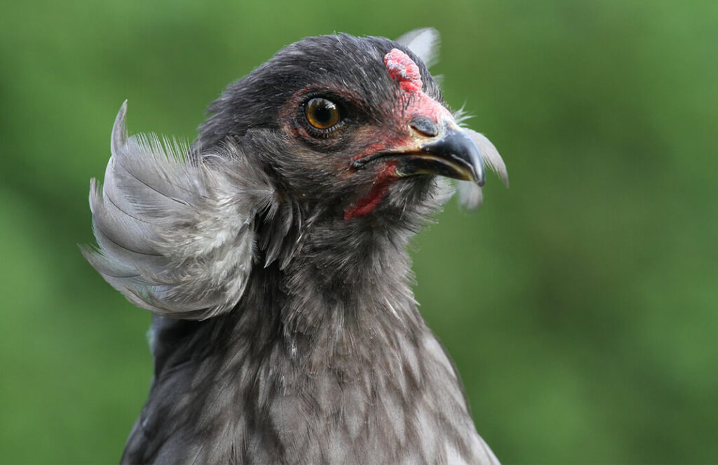 How to start a backyard flock