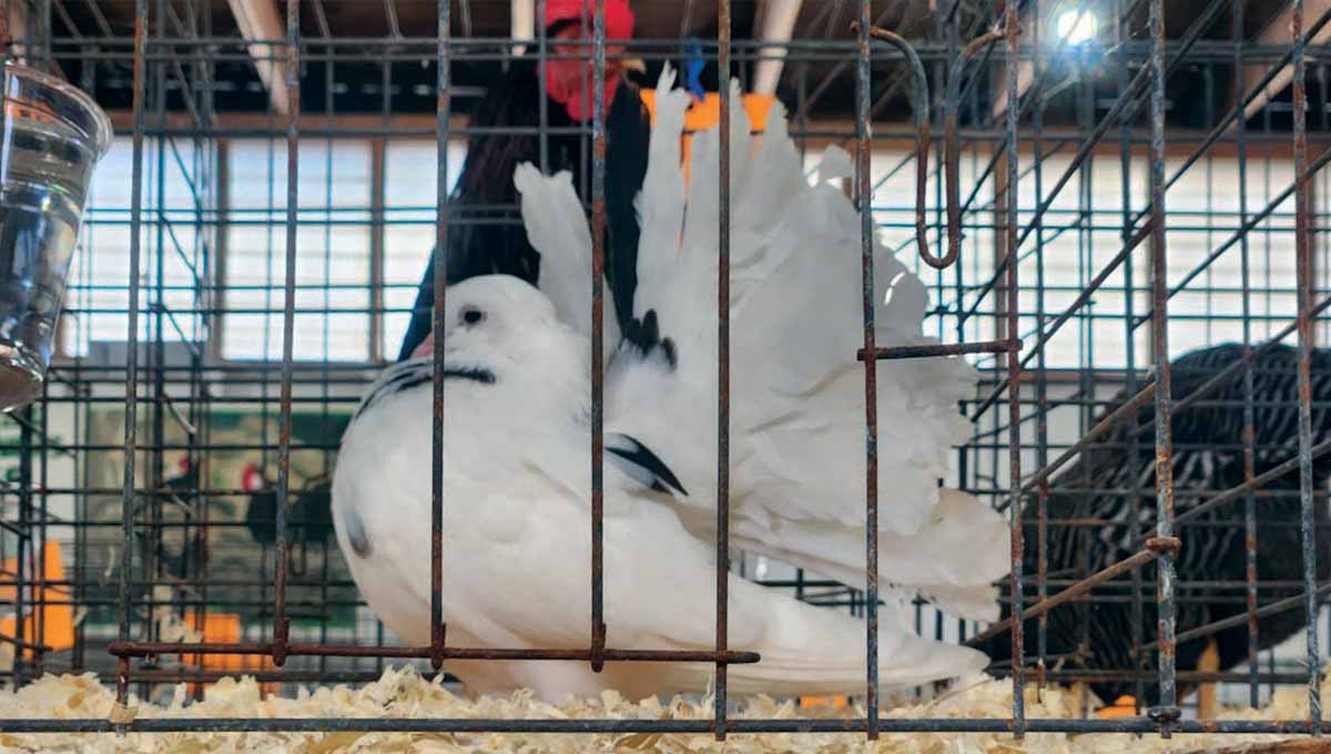 NPIP for Poultry Showing