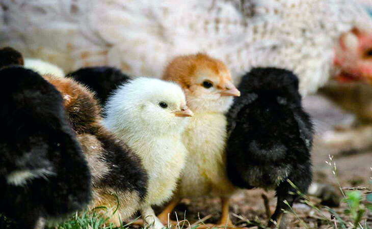 Day Old Chicks for sale