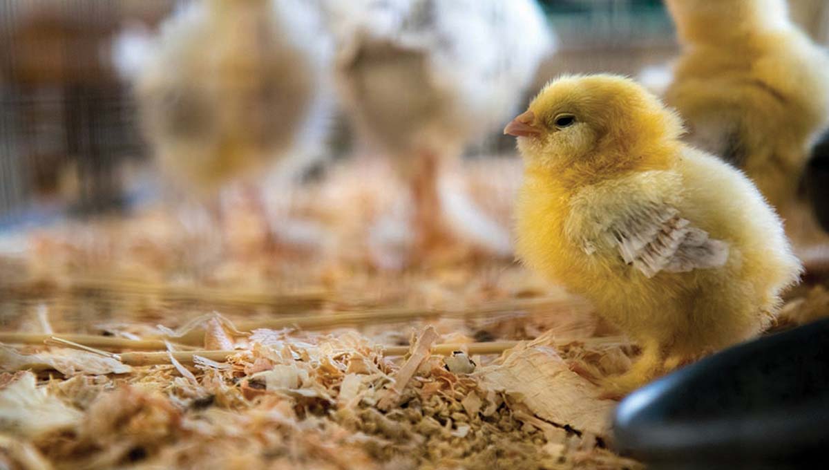 Hatching Shipped Chicken Eggs