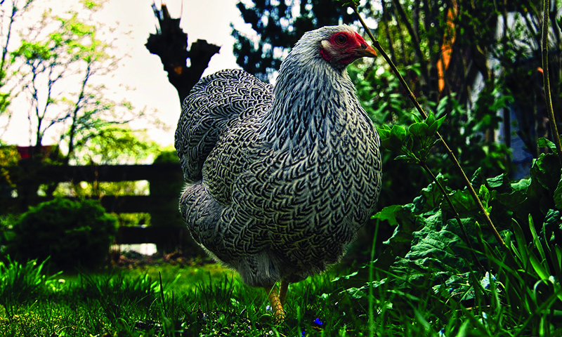 Farm Yard Chicken