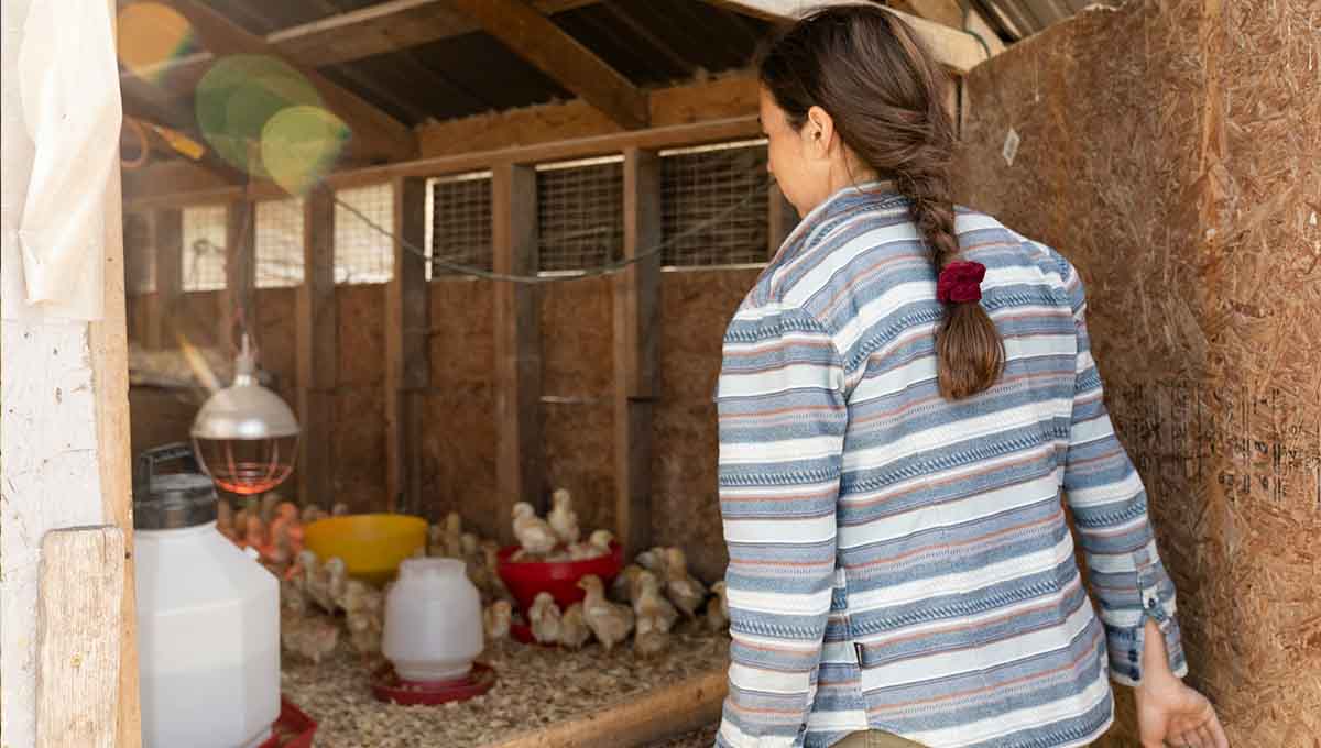 Live Chick Guarantee Contract Examples