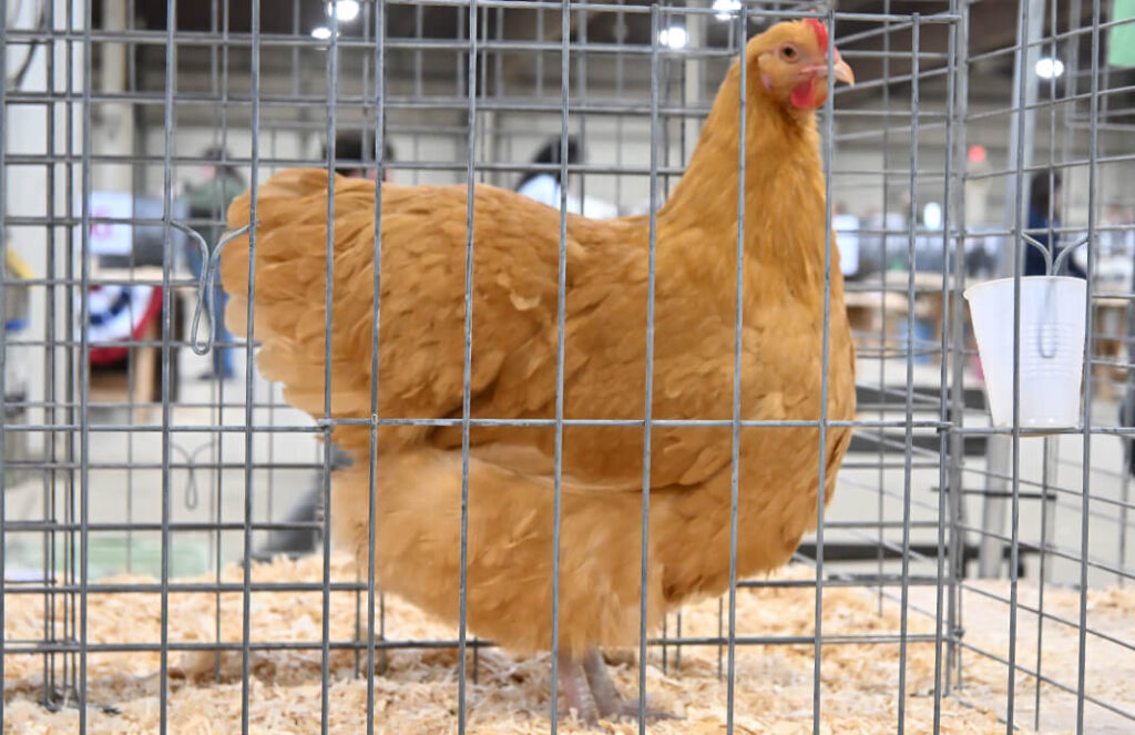 Hatchaholics Vendor Signup