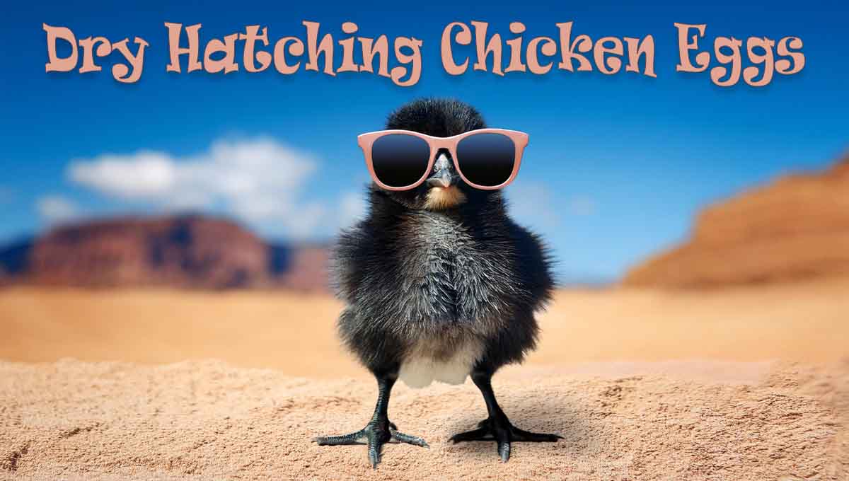 Dry Hatching Chicken Eggs