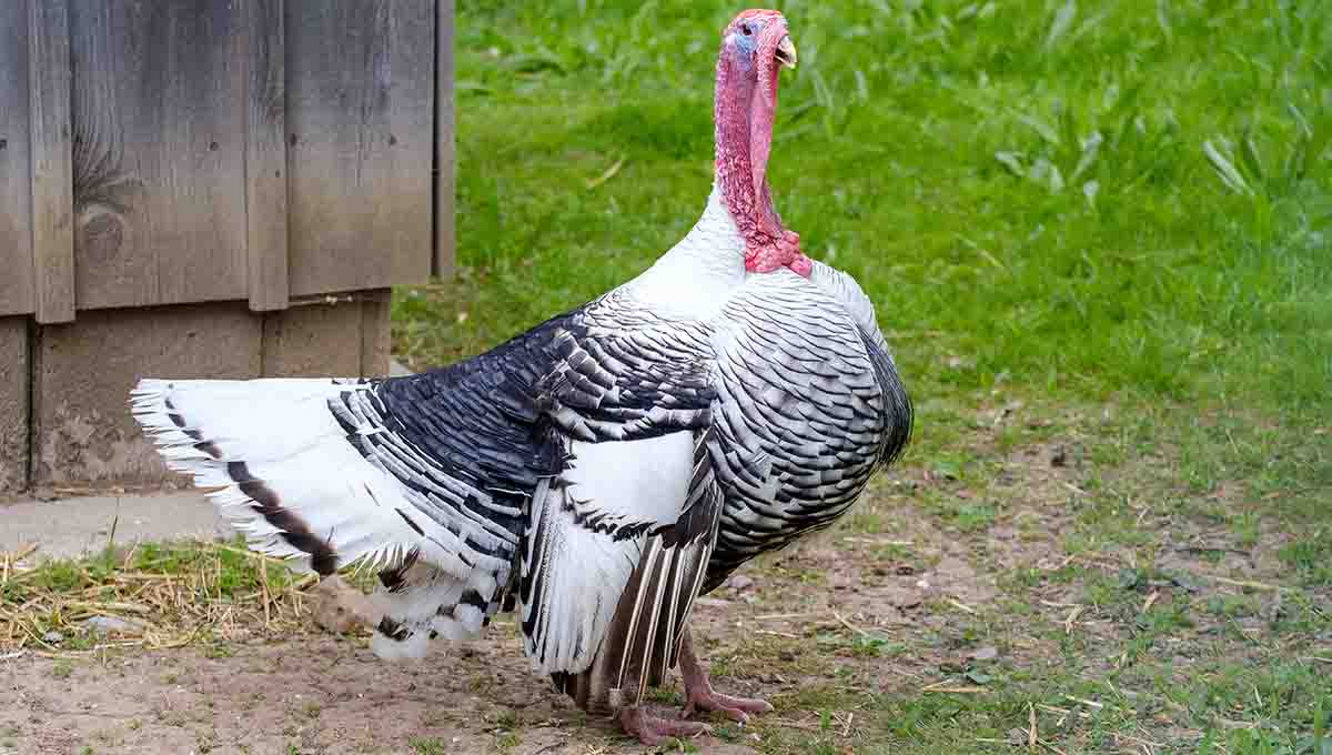 Hatch Turkey Eggs