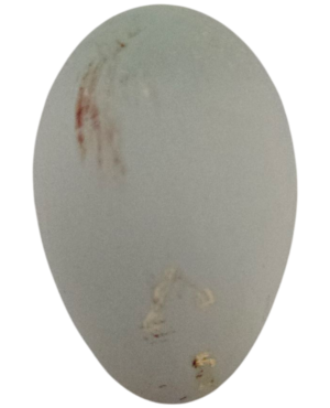 Example of a dirty egg, also know as a bad egg for hatching.