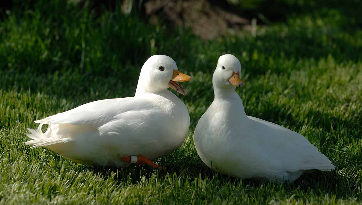 Hatching Duck Eggs