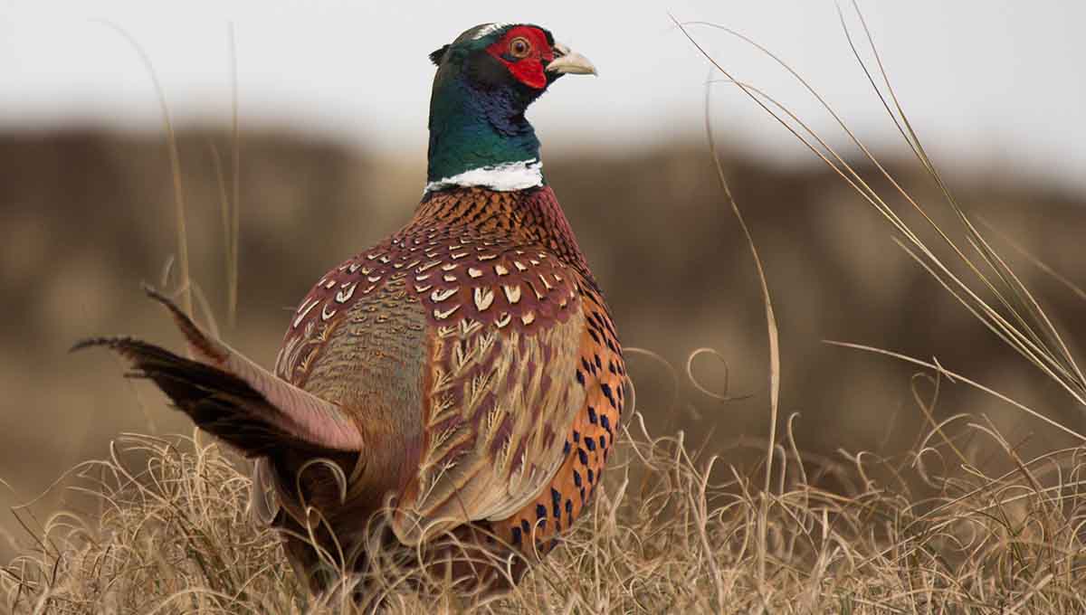 Hatching Pheasant Eggs