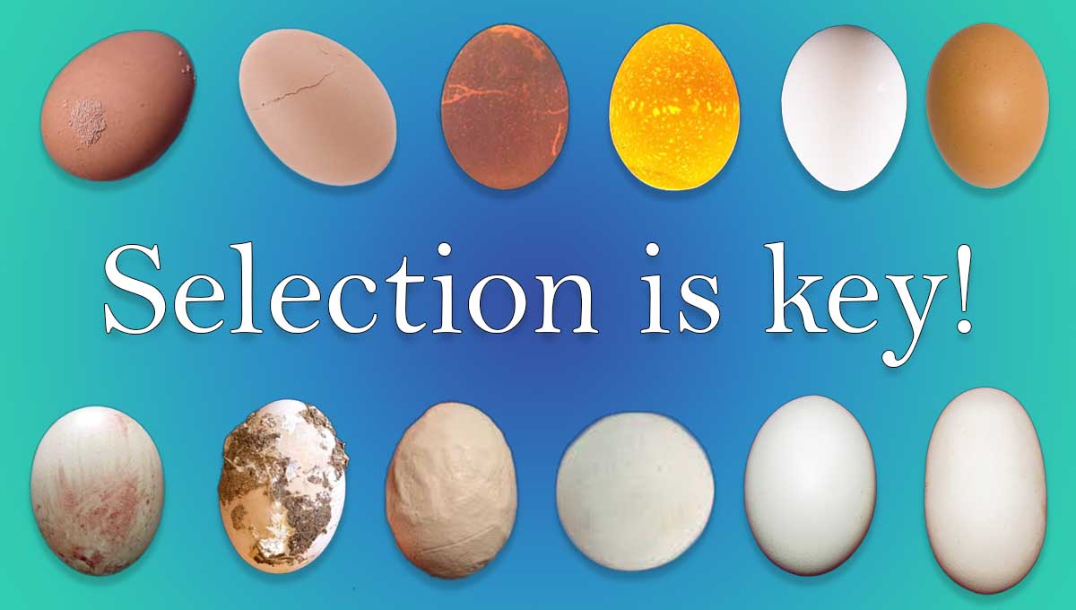 Select the best hatching eggs!