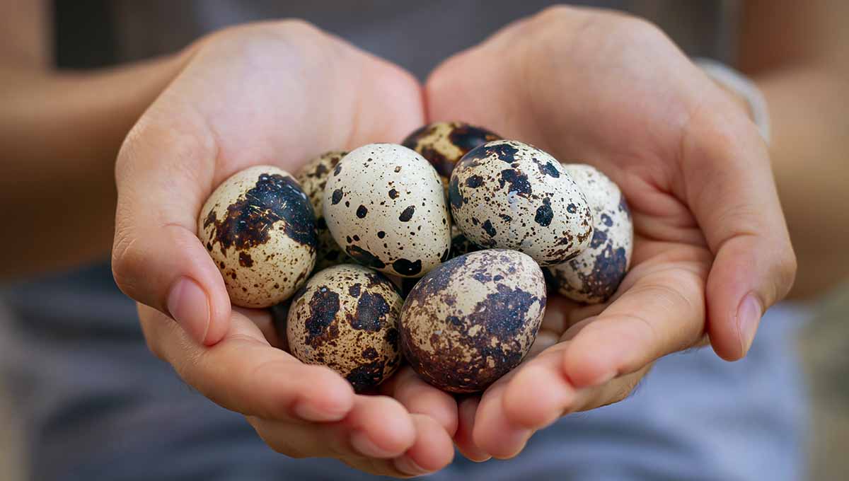 Hatching Quail Eggs