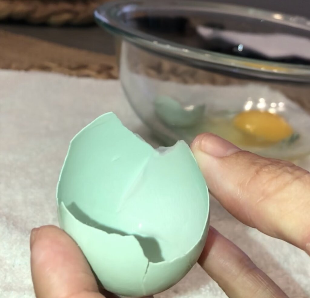 Blue Eggshell of  Ameraucana