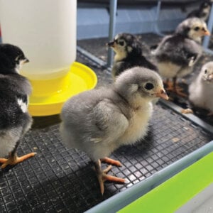 Blue Black Splash Chicks