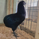 Black Araucana Pullet