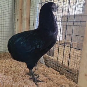 Black Araucana Pullet