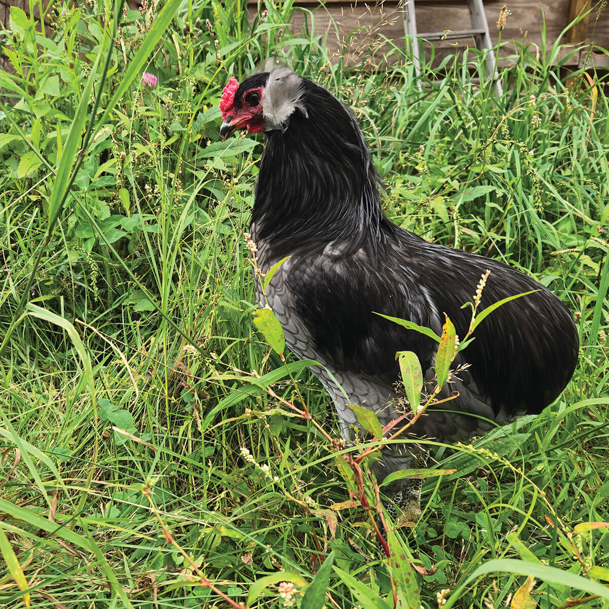 Blue Araucana Cockerel Blue Araucana