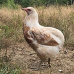 Araucana Pullet Araucana Pullet