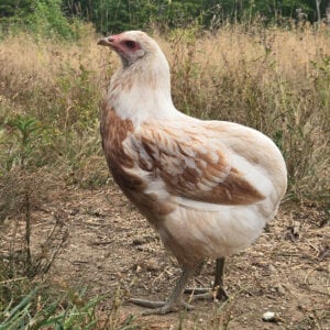 Araucana Pullet