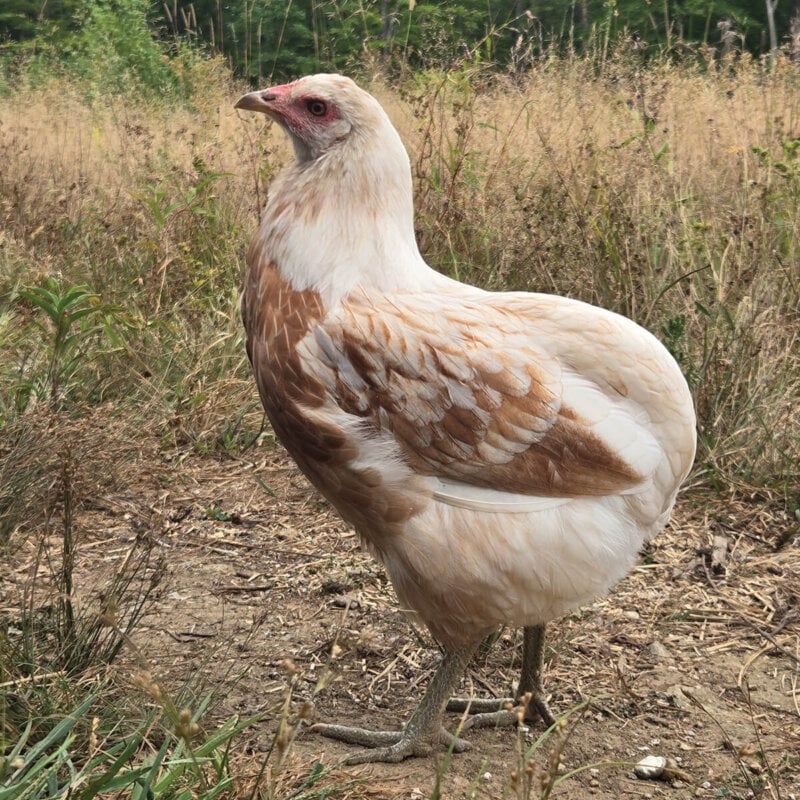 Araucana Pullet