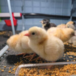 Baby Chicks