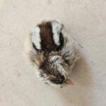 Silver Duckwing Araucana Chick Silver Duckwing Araucana Chick