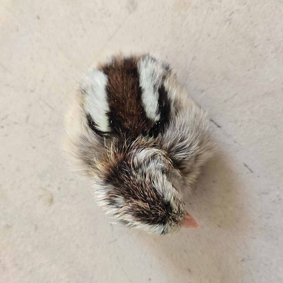 Silver Duckwing Araucana Chick Silver Duckwing Araucana Chick