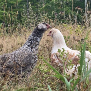 Araucana Pullets