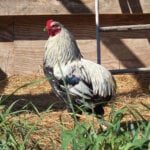 Silver Duckwing Araucana Silver Duckwing Araucana