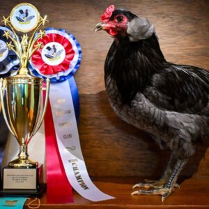 Blue Laced Araucana Cockerel