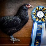 Black Araucana Pullet