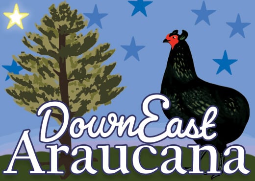 Downeast Araucana