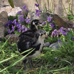 Black Araucana Hatching Eggs for Sale