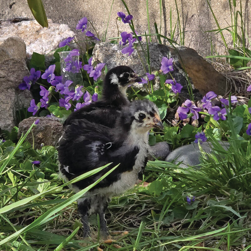 Black Araucana Hatching Eggs for Sale