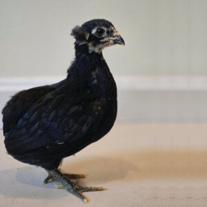 LF Black Araucana Hatching Eggs (Guaranteed)