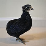 DownEast Araucana
