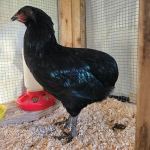 Premium Black Araucana Chick (2026 Pre-order/Straight Run)