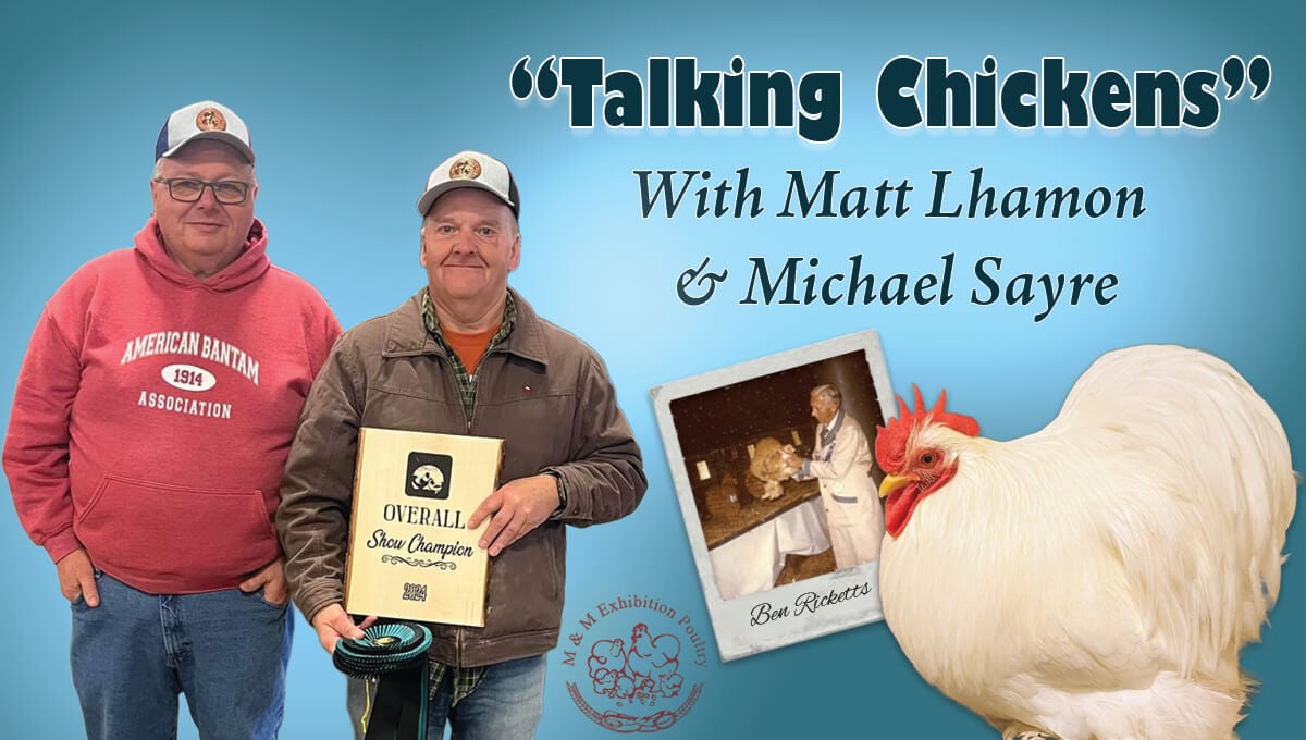 Talking Chickens