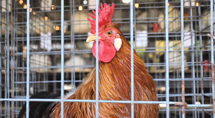 Hatchaholics Create Account