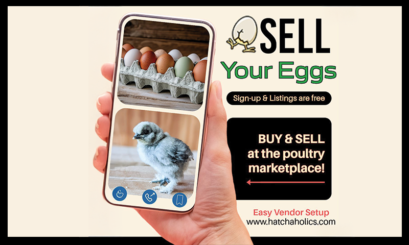 Sell Hatching Eggs